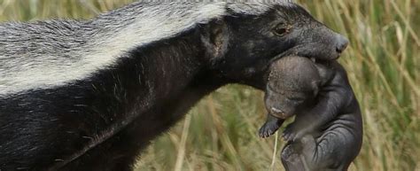 Badger Brothel
