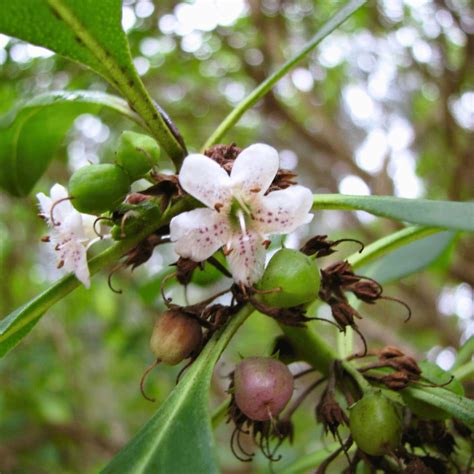 Ngaio Brothel