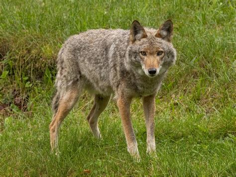 Coyote Burdel