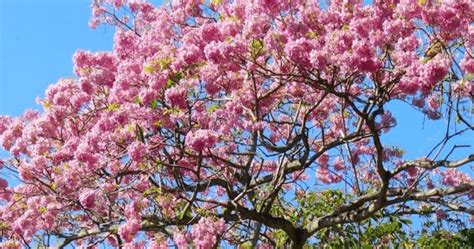 Jacarandas Burdel