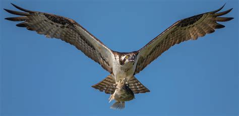 Fish Hawk Find A Prostitute