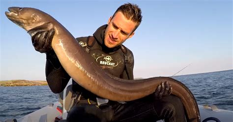 Angler Hure
