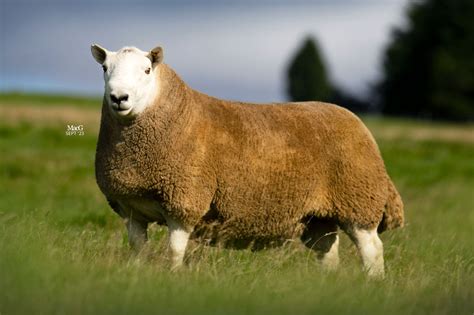Cheviot Prostituta