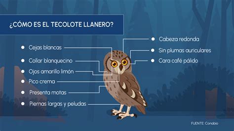 Tecolotes Prostituta