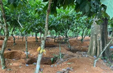 Cocobod Takes Steps To Protect Cocoa Trees From Impact Of Galamsey 1982499 Prostitute