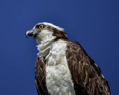 Fish Hawk Prostitute
