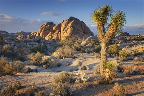 Joshua Tree Prostitute
