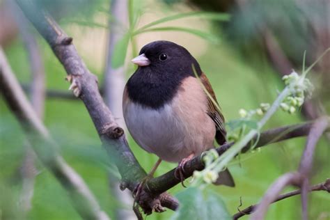 Juncos Prostitute