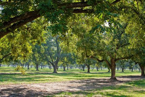 Pecan Grove Prostitute