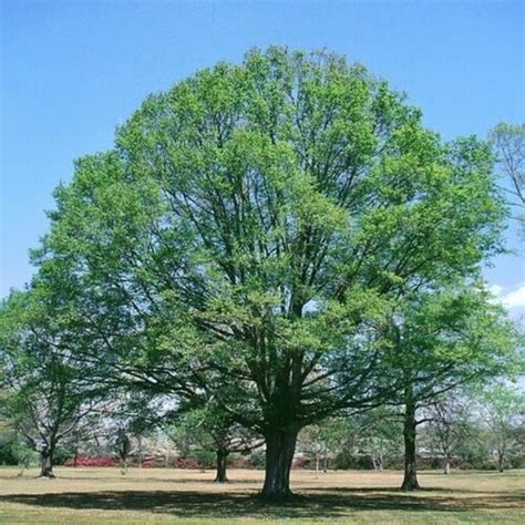 Willow Oak Prostitute