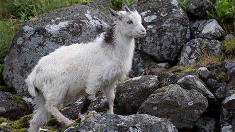 Cheviot Puta
