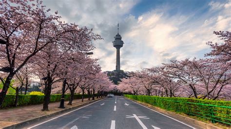 Daegu Puta