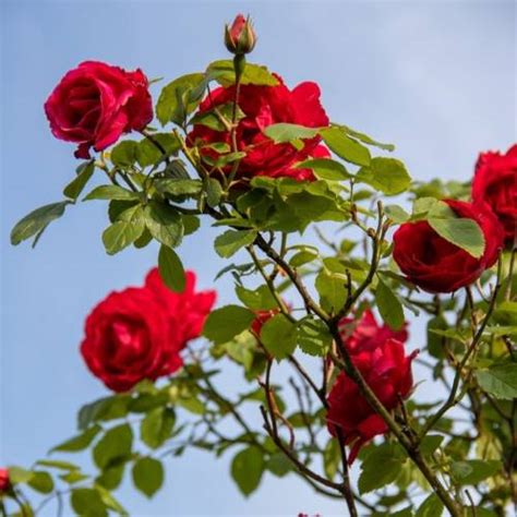 O Rosal Puta