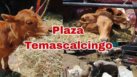 Temascalcingo Puta