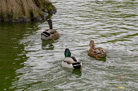 Canard Lac Pute