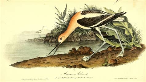 Audubon Whore