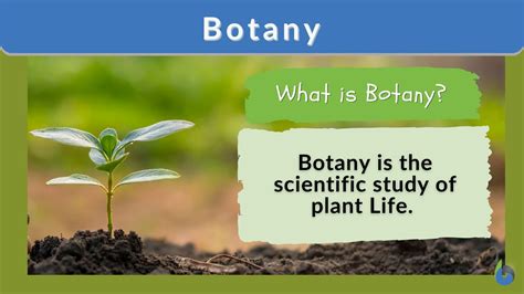 Botany Whore