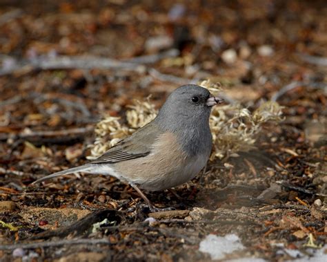 Juncos Whore