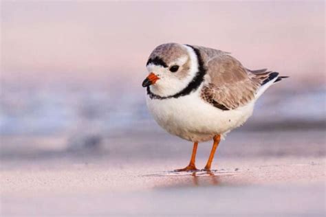 Plover Whore