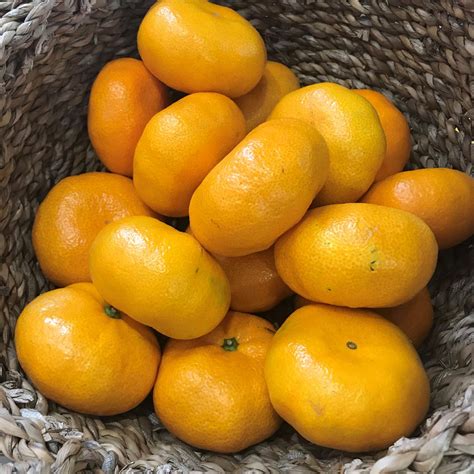 Satsuma Whore