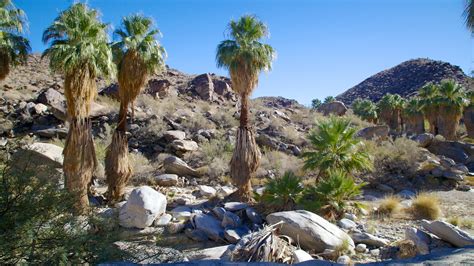 Thousand Palms Whore