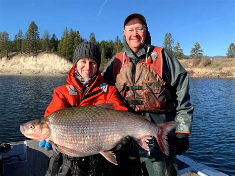 Whitefish Whore